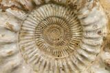 Huge, Jurassic Ammonite Fossil - Madagascar #137866-2